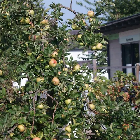 Am Apfelbaum Andernach